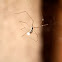 Long-Bodied Cellar Spider