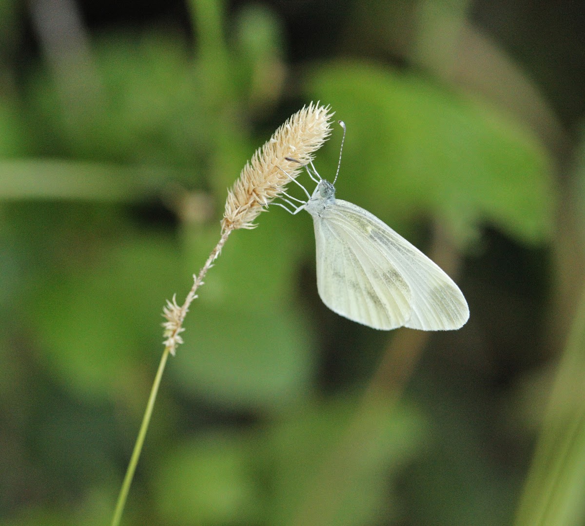 Wood White Butterfly / Bjelčić