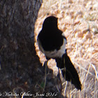 Magpie; Urraca