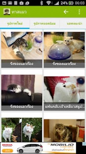 How to get ทาสแมว รูปภาพแมว แมวชื่อดัง 3.1.21 mod apk for android