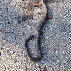 Black Rat Snake (Dead)