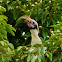 Luzon (Tarictic) Hornbill