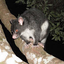 Common Ringtail Possum