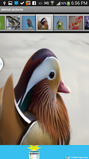 How to download 5- Animals wallpapers 2014 2 apk for android