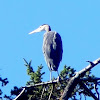 Great Blue Heron