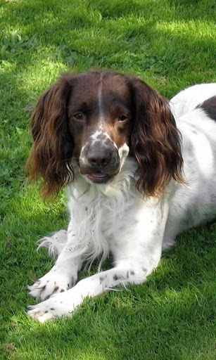 Springer Spaniels Wallpapers