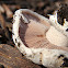 Banded Agaricus