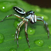 Banded Metalic-Green Jumping Spider
