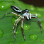 Banded Metalic-Green Jumping Spider