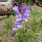 Shrubby Penstemon