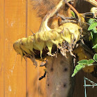 Acrobatic Fox Squirrel eating sunflower seeds