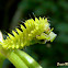 Lycaenid caterpillar