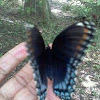 Red-spotted Purple butterfly 