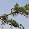 Baltimore Oriole (male)