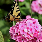 Clear winged humming bird moth & Tiger swallowtail butterfly