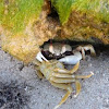 Horned Ghost Crab or Horn-eyed Ghost Crab