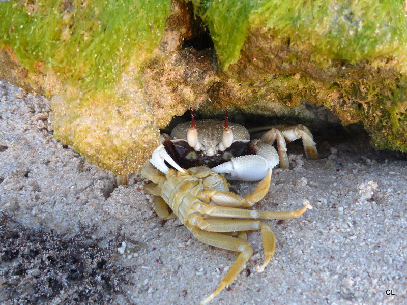 Horned Ghost Crab or Horn-eyed Ghost Crab