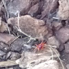 Red spider