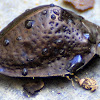 bronze tortoise beetle