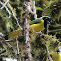 Green Jay