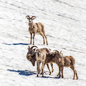 Bighorn Sheep