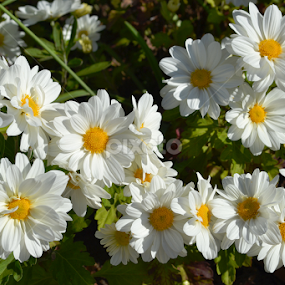 Where flowers Bloom  So does hope  by Rashmi Joshi - Flowers Flower Gardens
