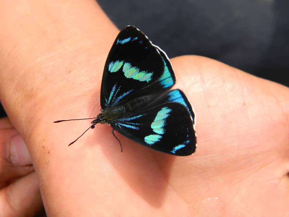 mariposa perisama / Perisama Butterfly