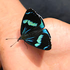 mariposa perisama / Perisama Butterfly