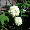 Common snowball viburnum 'roseum'