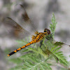 Seaside Dragonlet Dragonfly (female)