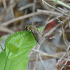 Progressive Bee Fly