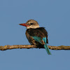 Brown-Hooded Kingfisher