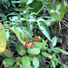 Climbing Nightshade