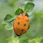 Orange Hibiscus Harlequin Bugs (female)