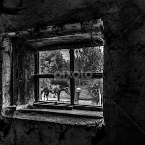 Transylvanian horses by Iosif Vajnar - Animals Horses