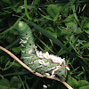 Carolina Sphinx Moth caterpillar with parasitoid wasp cocoons