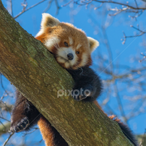 Lazy Red Panda by Christopher Fenning - Animals Other Mammals
