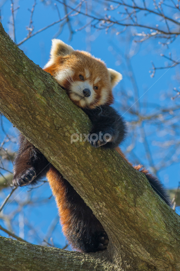 Lazy Red Panda by Christopher Fenning - Animals Other Mammals