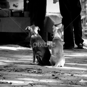 Waiting  by Enamul Kabir Rony - Animals - Dogs Puppies