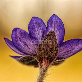 by Jane Bjerkli - Flowers Flowers in the Wild