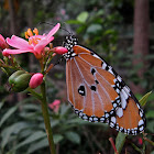 Tiger; Male