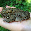 American Toad (female)
