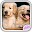 Playful Puppies Live Wallpaper Download on Windows