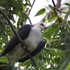 White-headed Pigeon