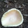 Peach-colored fly agaric