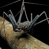 Whip-spider (Aranha-chicote)