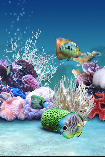 Dream Marine Aquarium
