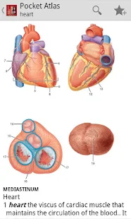 Atlas of Anatomy - screenshot thumbnail