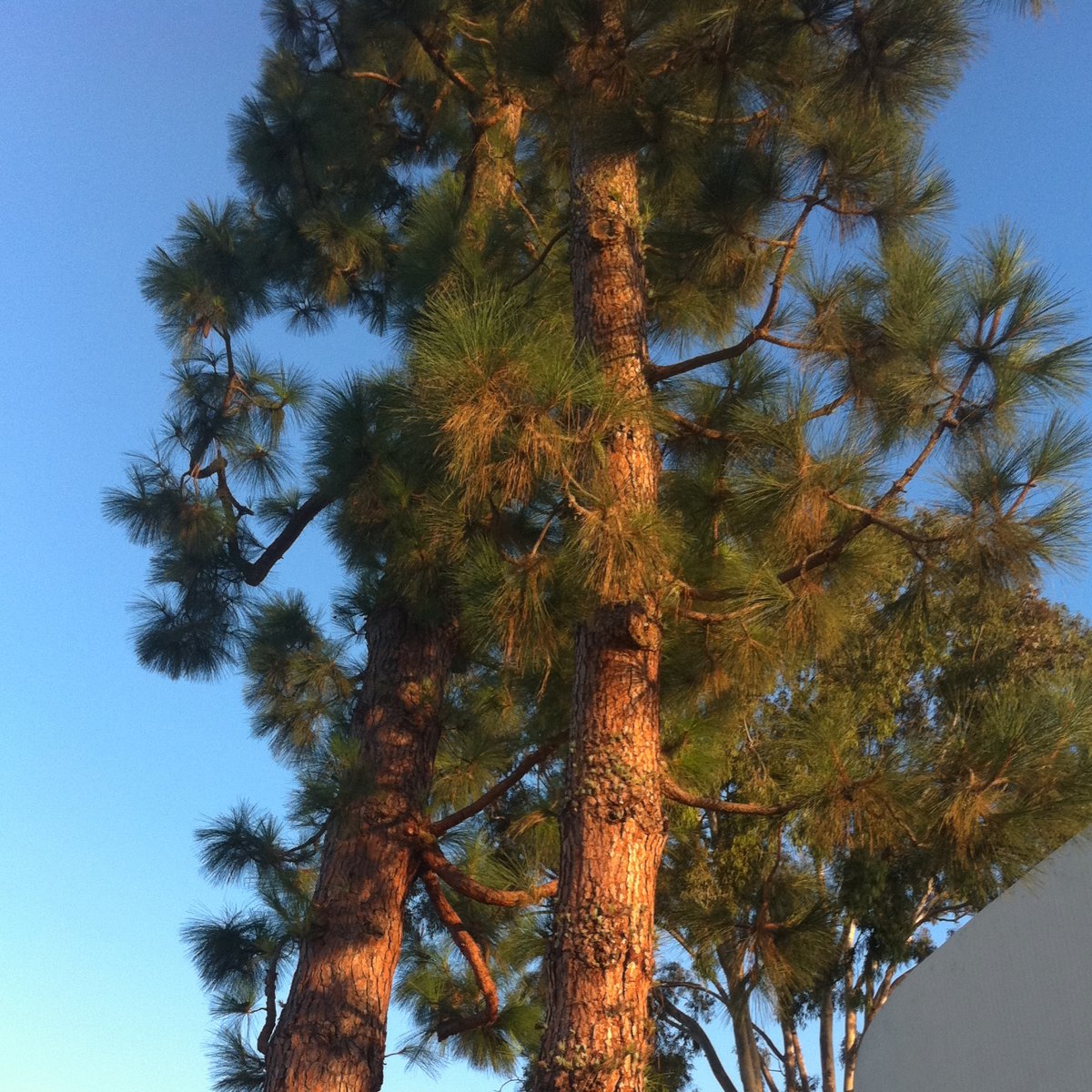 Canary island pine
