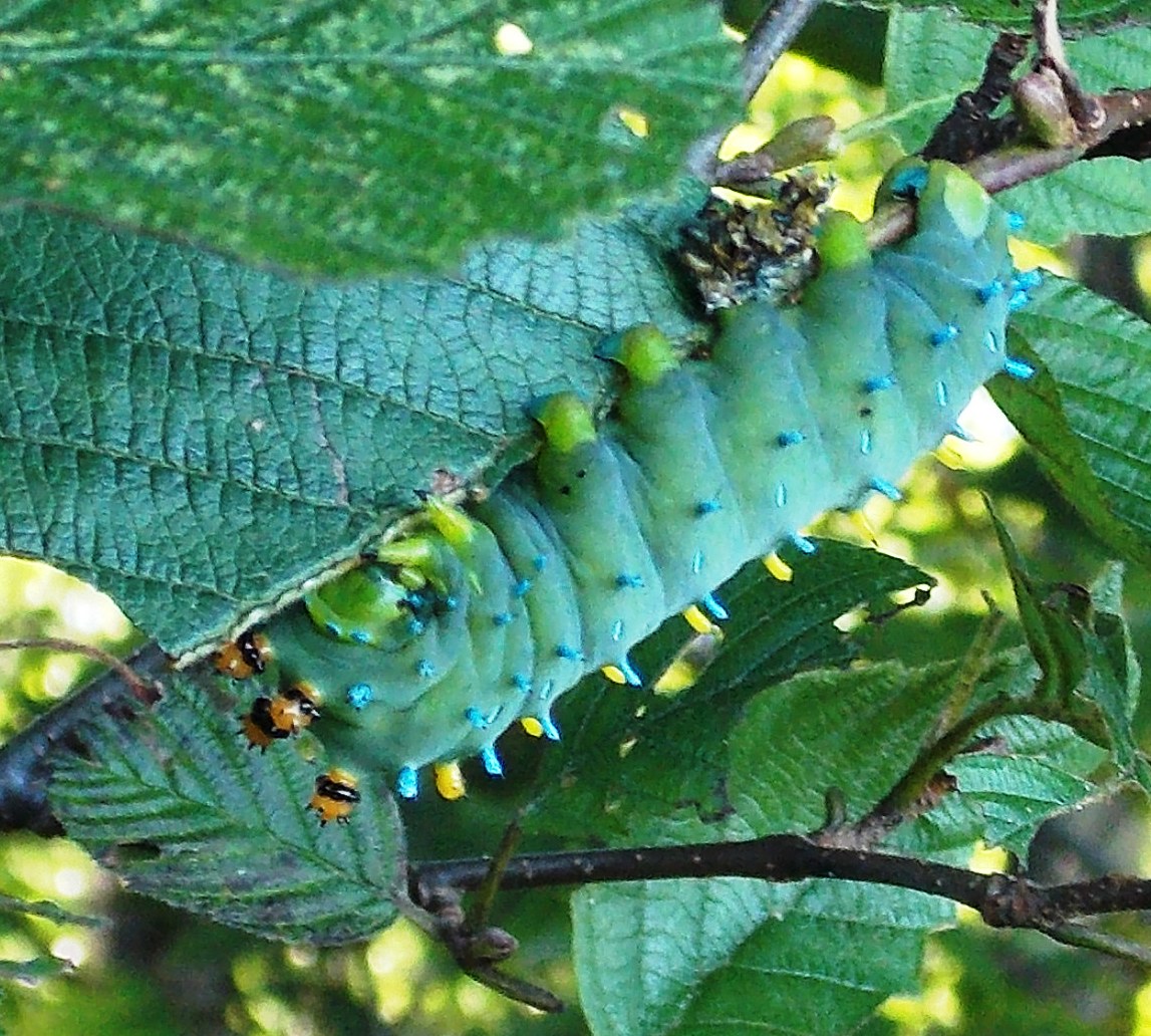 Cecropia Moth Caterpillar Project Noah